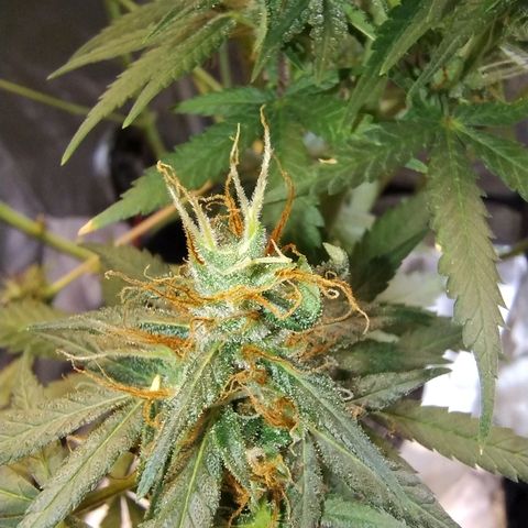 #skunk1 growlog timeline photo