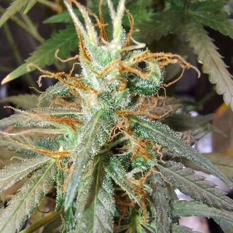 #skunk1 growlog timeline photo
