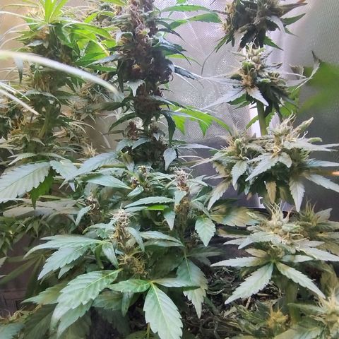 Purple lemonade#2 growlog timeline photo