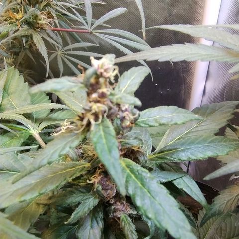 Purple lemonade#2 growlog timeline photo