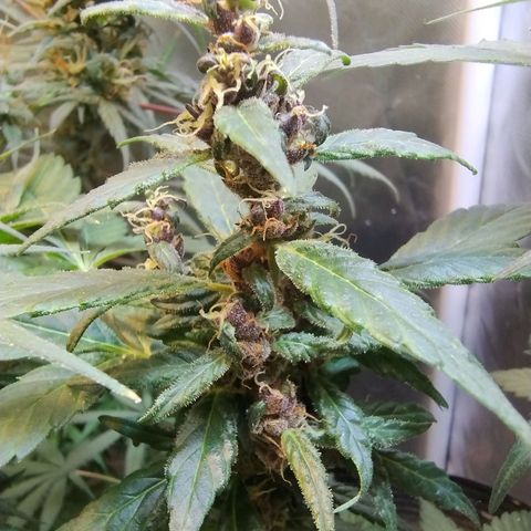 Purple lemonade#2 growlog timeline photo
