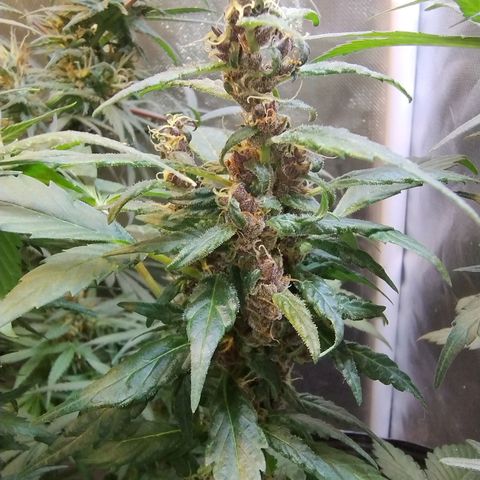 Purple lemonade#2 growlog timeline photo