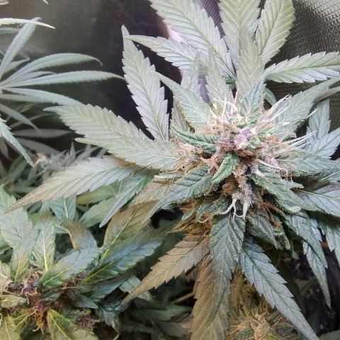 Purple lemonade growlog timeline photo