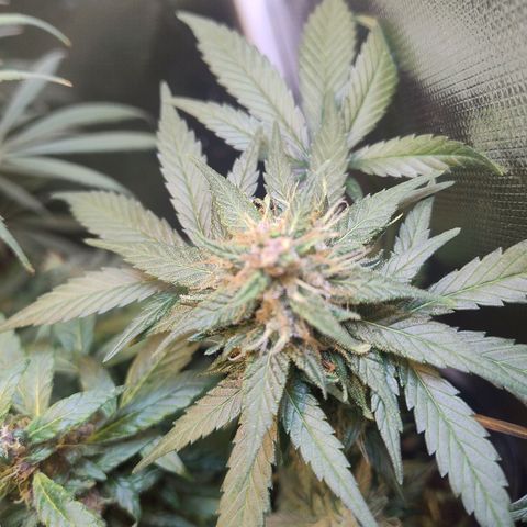 Purple lemonade growlog timeline photo