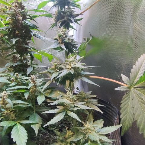 Purple lemonade growlog timeline photo