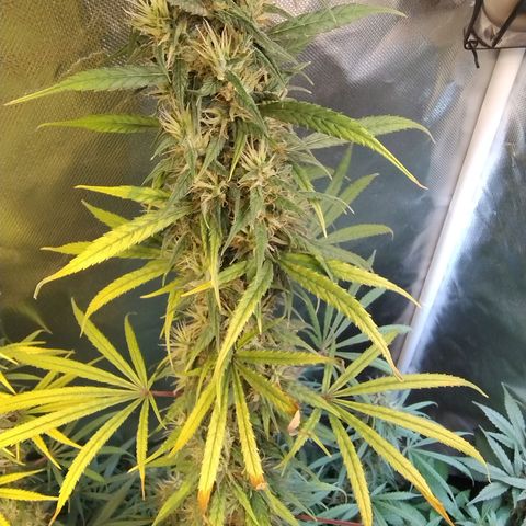 #skunk1 growlog timeline photo