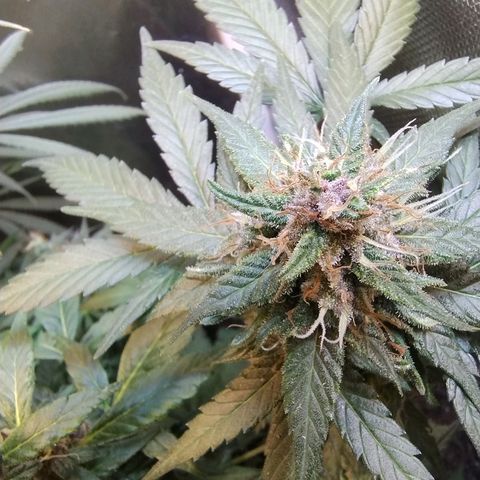 Purple lemonade growlog timeline photo