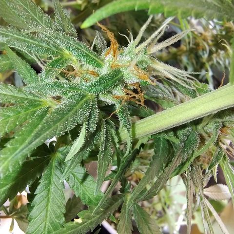 #skunk1 growlog timeline photo