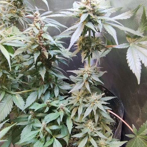 Purple lemonade growlog timeline photo