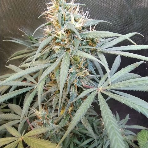 #skunk1 growlog timeline photo