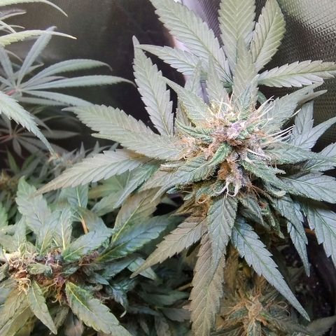 Purple lemonade growlog timeline photo