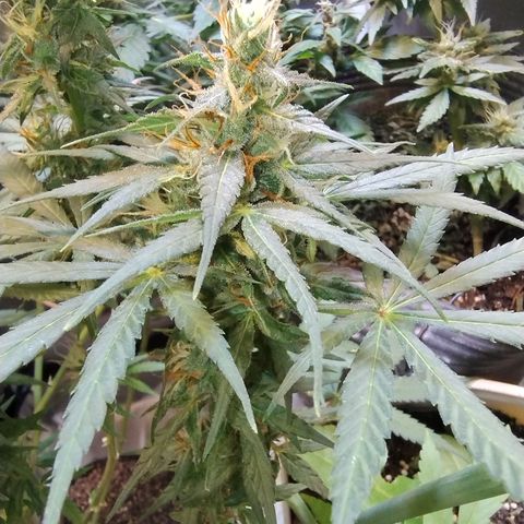#skunk1 growlog timeline photo