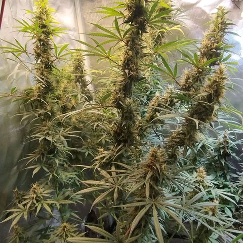 #skunk1 growlog timeline photo