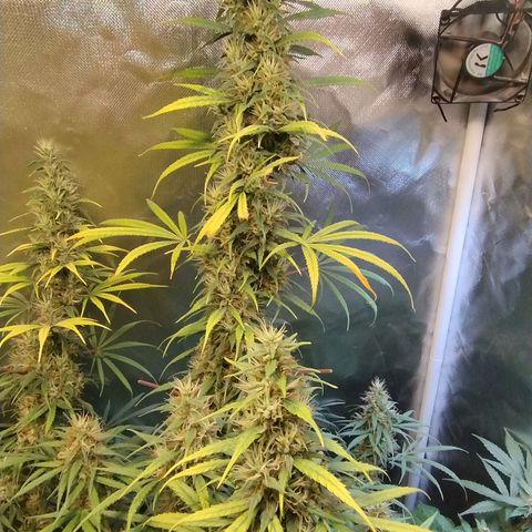 #skunk1 growlog timeline photo