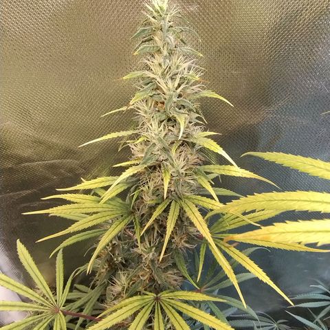 #skunk1 growlog timeline photo
