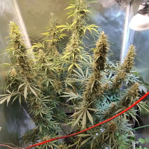 #skunk1 growlog timeline photo