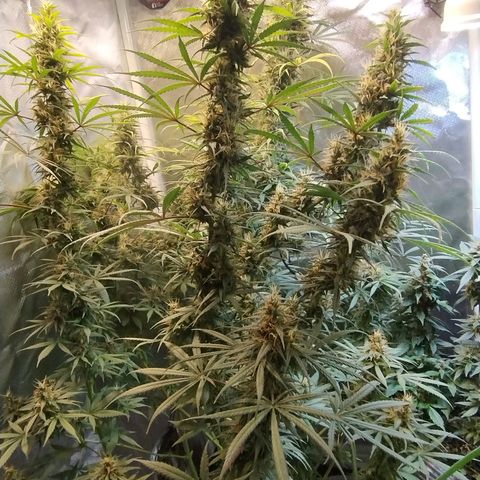 #skunk1 growlog timeline photo