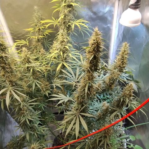 #skunk1 growlog timeline photo