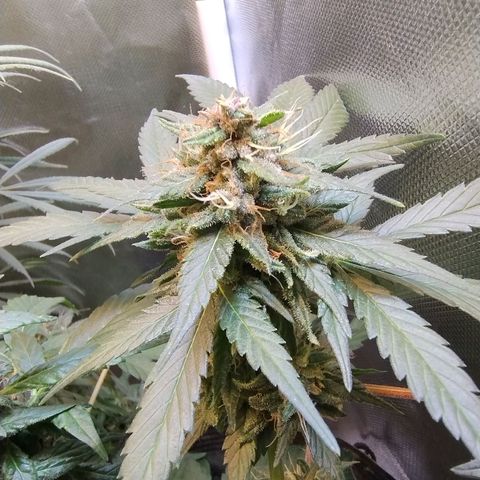 Purple lemonade#2 growlog timeline photo