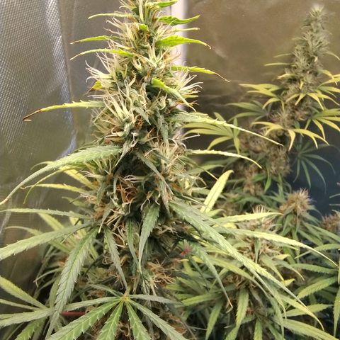 #skunk1 growlog timeline photo