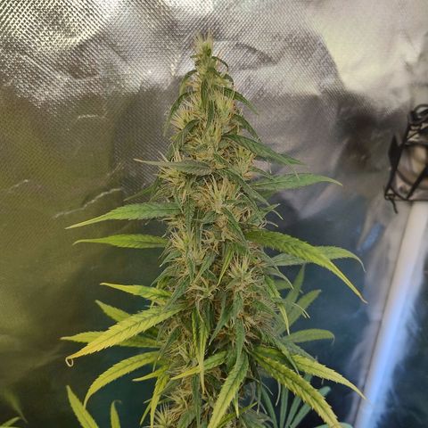 #skunk1 growlog timeline photo