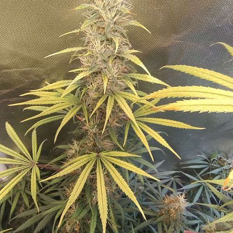 #skunk1 growlog timeline photo