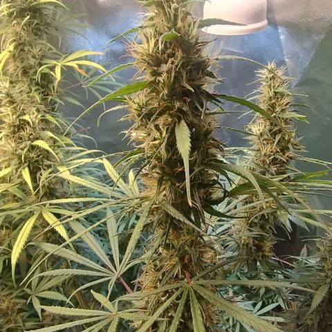 #skunk1 growlog timeline photo