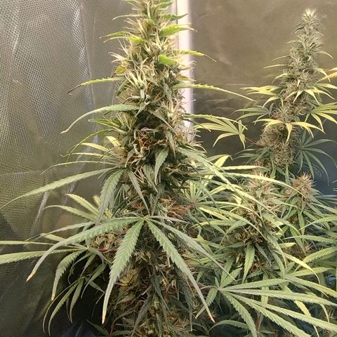 #skunk1 growlog timeline photo