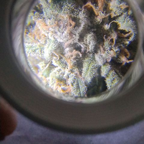 Diabo rojo growlog timeline photo