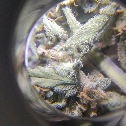 Diabo rojo growlog timeline photo