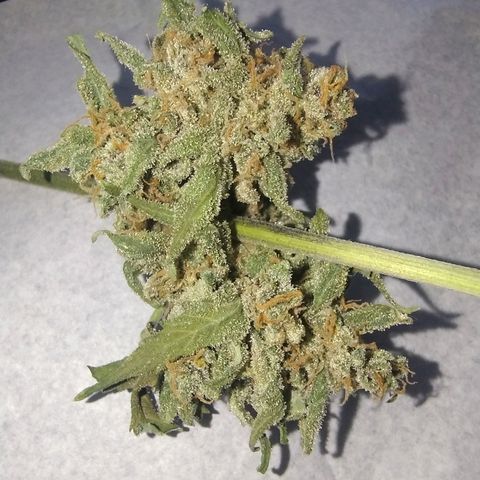 Diabo rojo growlog timeline photo