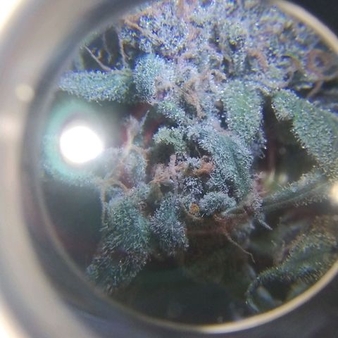 Diabo rojo growlog timeline photo
