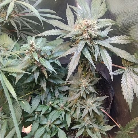 Purple lemonade#2 growlog timeline photo