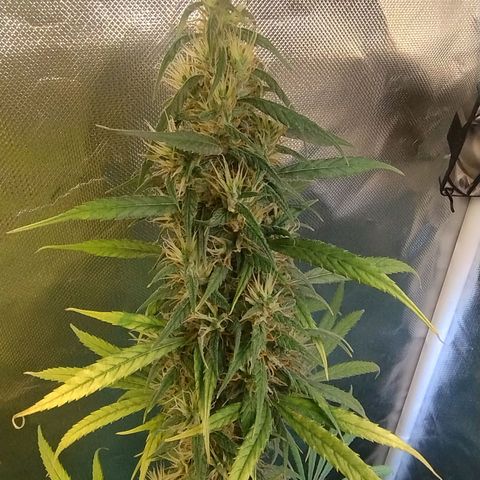 #skunk1 growlog timeline photo