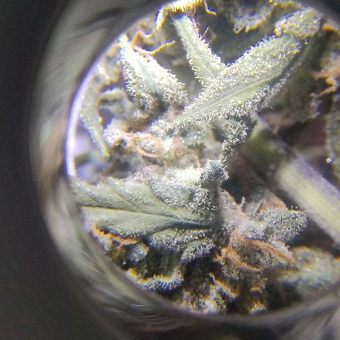 Diabo rojo growlog timeline photo