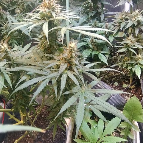 Purple lemonade growlog timeline photo