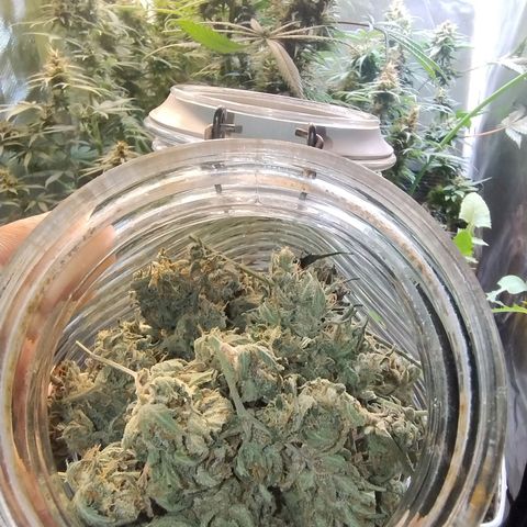 Diabo rojo growlog timeline photo