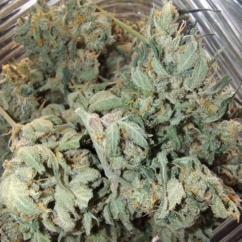 Diabo rojo growlog timeline photo