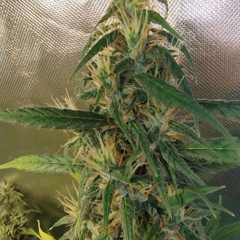 #skunk1 growlog timeline photo