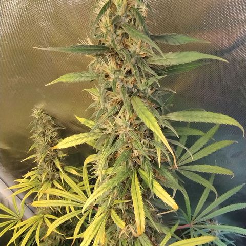 #skunk1 growlog timeline photo