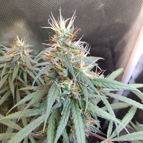 #skunk1 growlog timeline photo