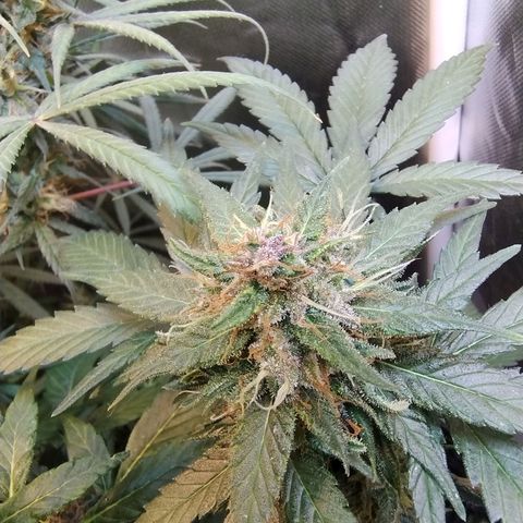 Purple lemonade growlog timeline photo