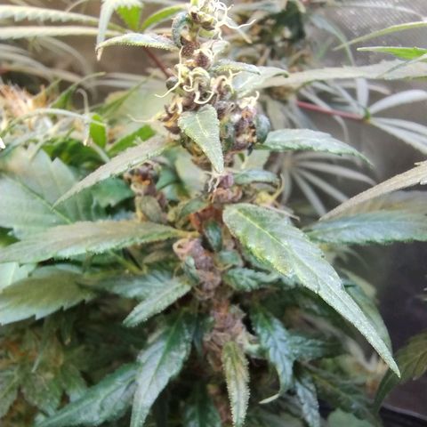 Purple lemonade#2 growlog timeline photo