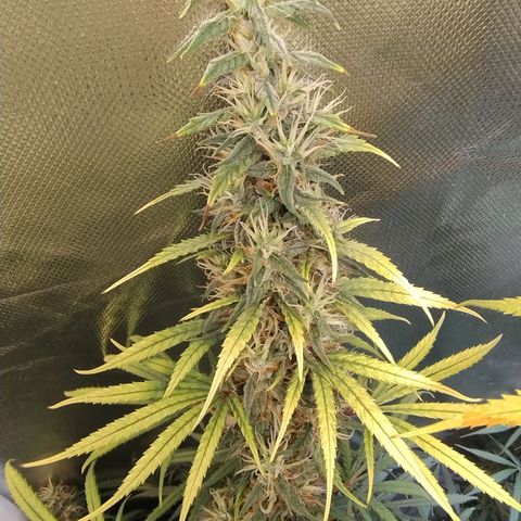 #skunk1 growlog timeline photo