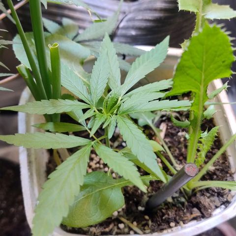 Purple lemonade growlog timeline photo