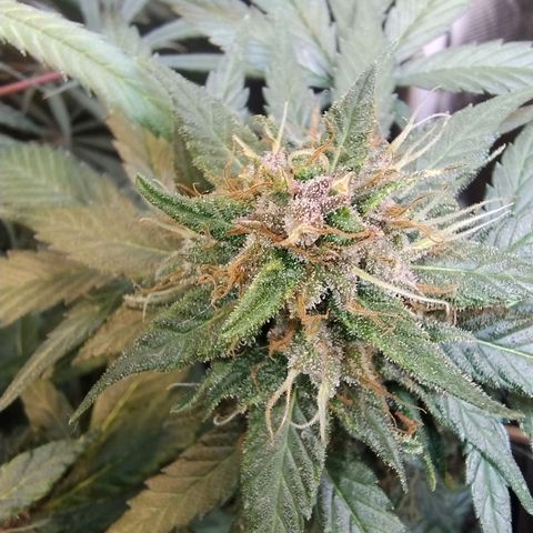 Purple lemonade growlog timeline photo