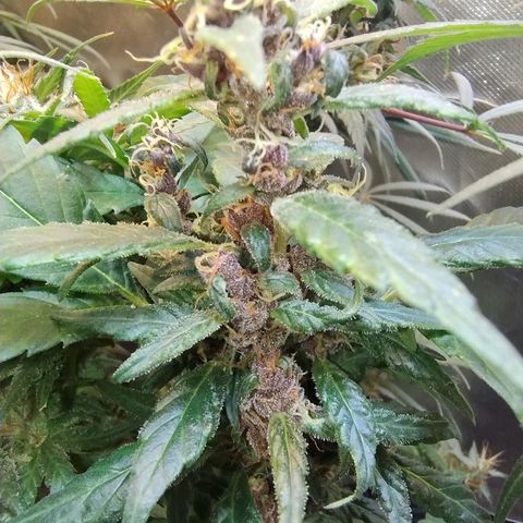 Purple lemonade#2 growlog timeline photo