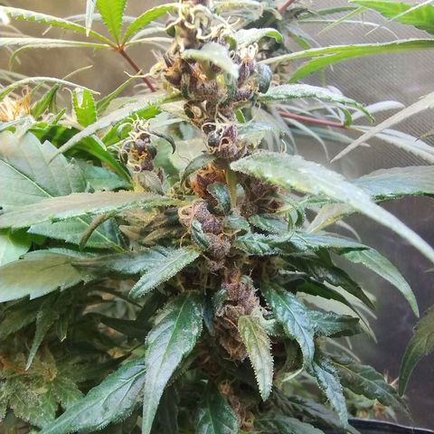 Purple lemonade#2 growlog timeline photo