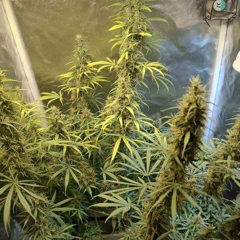 #skunk1 growlog timeline photo