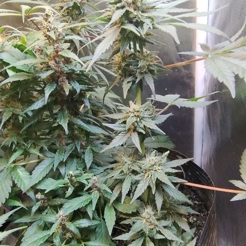 Purple lemonade#2 growlog timeline photo